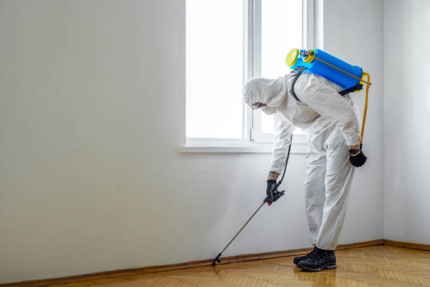 Wasp Removal Services in Creighton, NE